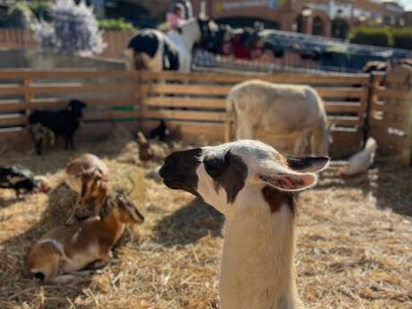 Festi'Pichoun: Mini-Bauernhof