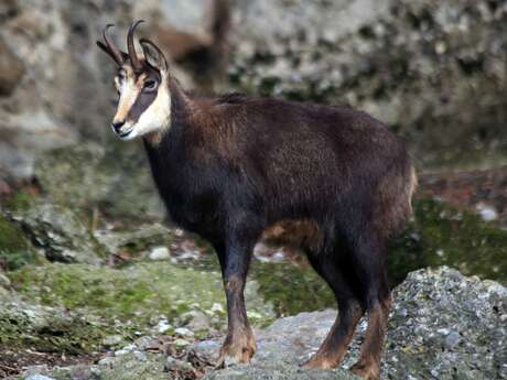 Randonnée 1/2 journée - la Rando Chamois