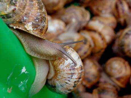 Heliciculture (snails): Escargots  la dominette