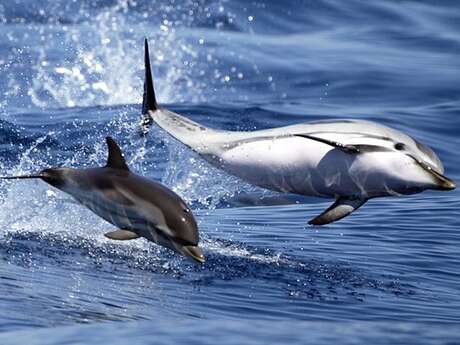 Sortie naturaliste à la rencontre des Cétacés - Vedettes Îles d'Or et Le Corsaire