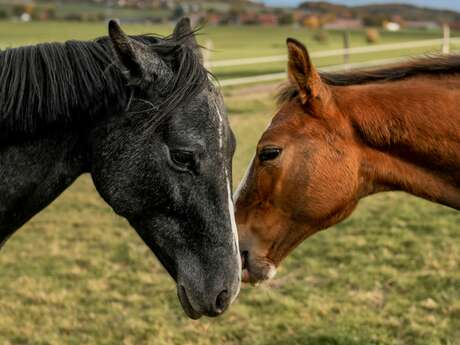 Centre équestre LBD