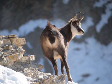 Randonnée Chamois