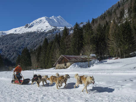Parco dei cani nordici