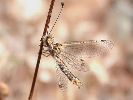 Sortie nature les petites bêtes de la Crau