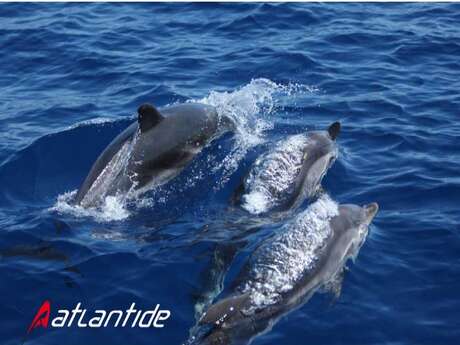 Dauphins et cétacés -  Atlantide