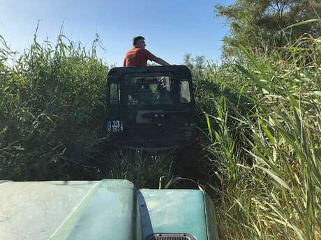 Visite de la Camargue en 4X4