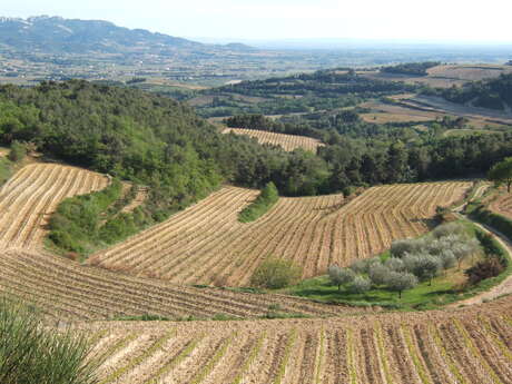 Visite du vignoble et de la cave - Domaine Du Bramadou