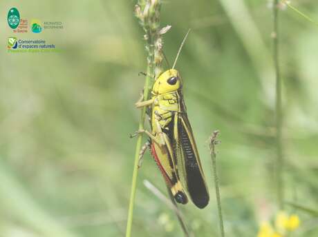 Soirée papillons et orthoptères