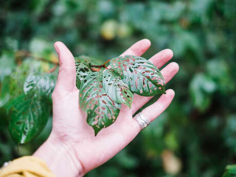 Recettes Sauvages des Montagnes