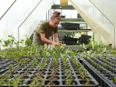Formation "Semis et bouturage"