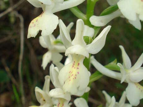 Point Rencontre : Découverte des orchidées du Parc national de Port-Cros
