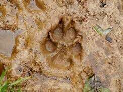 Apprenti pisteur – Sur la trace des animaux forestiers