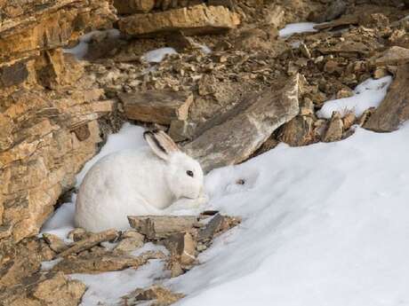 Ciné-Casset : "Une vie de lièvre variable"