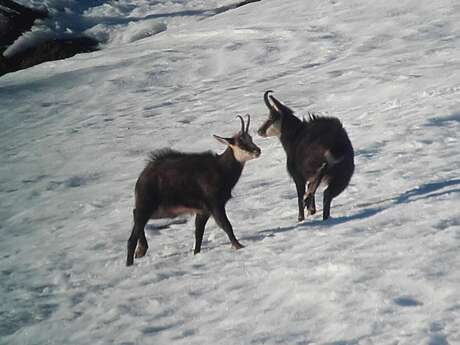 Randonnée en raquettes : Observation de la grande Faune