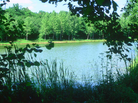 Coligny - Etang de Fougemagne