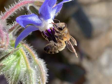 A la découverte des abeilles noires des Hautes-Alpes