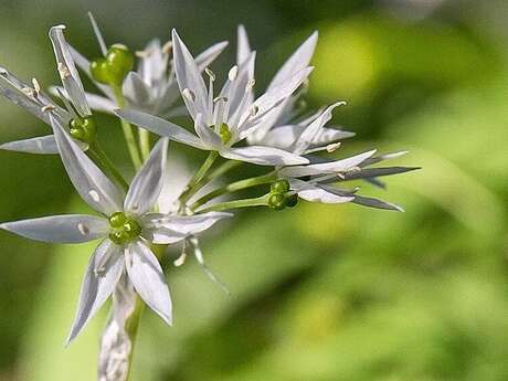 Jeu cherche et trouve : découvrir les plantes médicinales et comestibles de Chartreuse en s'amusant Jeu cherche et trouve : découvrir les plantes médicinales et comestibles de Chartreuse en s'amusant