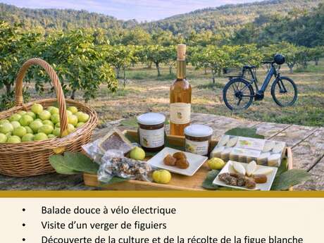 Escapade gourmande en vélo électrique - A la découverte de la figue blanche de Salernes