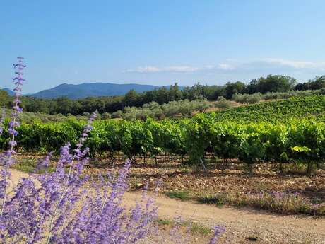 Balades et découverte géologique du vin et son terroir au Domaine Château des Selves