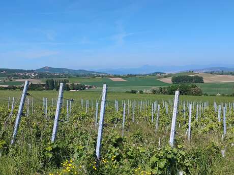 Balade à vélo - Découverte des vins d'Auvergne