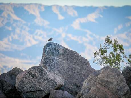 Balade à la rencontre des oiseaux