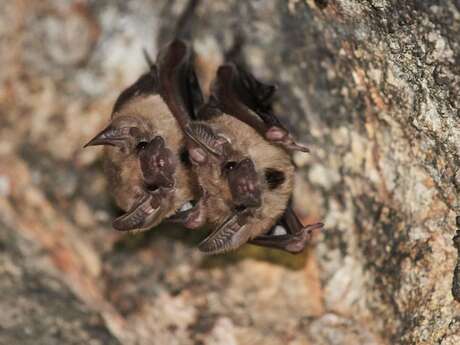 Nuit safari - spéciale chauve-souris