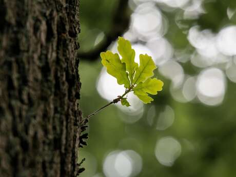 Découverte forestière, Réserve des Grottes et Cheires de Volvic