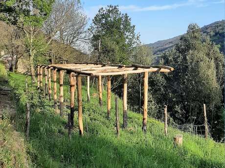 Chantier participatif : une treille en châtaignier