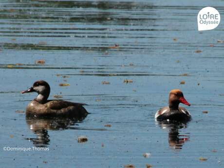 Sortie découverte des oiseaux hivernant à Vivy avec Loire Odyssée