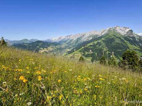 Randonnée découverte : plantes sauvages de nos montagnes