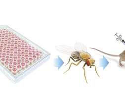 Wissenschaftskonferenz für alle „Die Drosophila-Fliege und die Maus als Akteure in der Erforschung neuropsychiatrischer Erkrankungen“