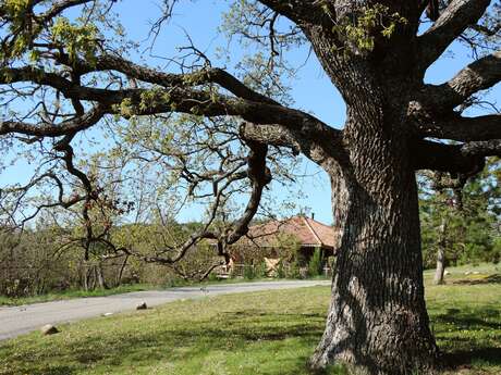 La tournée des Chênes (N°1)
