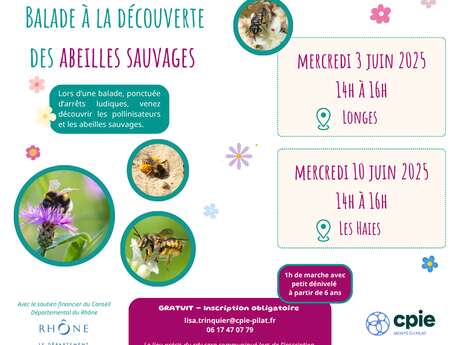 Balade à la découverte des abeilles sauvages