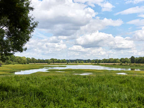 Marais de Montreuil-Juigné