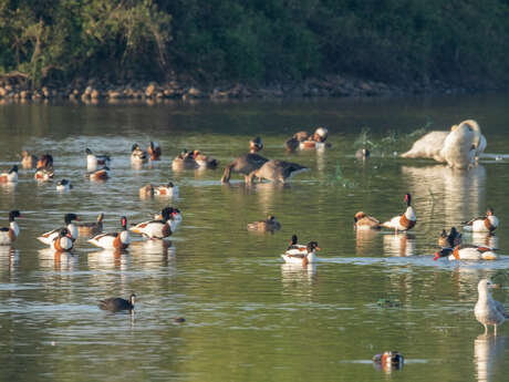Vol en Dombes : Observons les oiseaux de l'étang du Grand Birieux