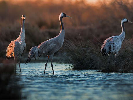 Lever des grues cendrées