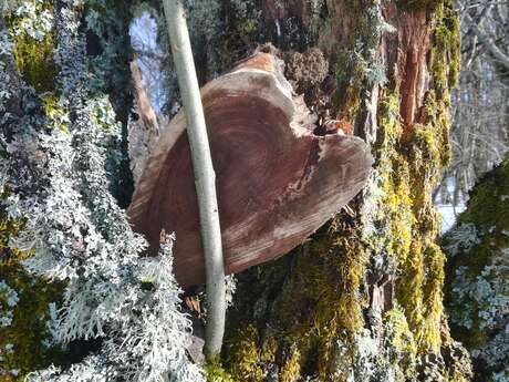 Activity "Forest Bath" with les Demoiselles du Plateau