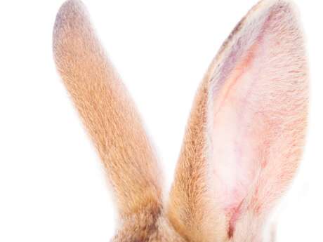 La chasse aux crétins