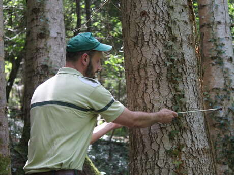 Immersion dans la forêt et initiation à la sylviculture