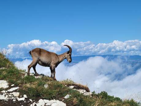 Guided hike animal tracks and clues