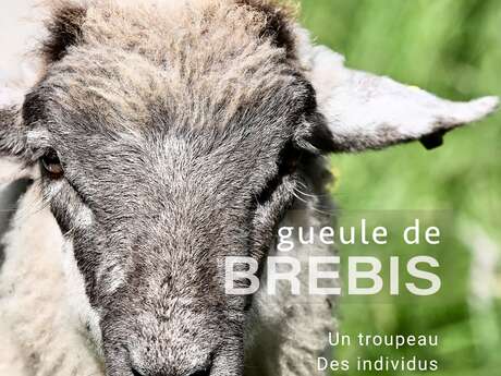 Exposition : « Gueules de Brebis »