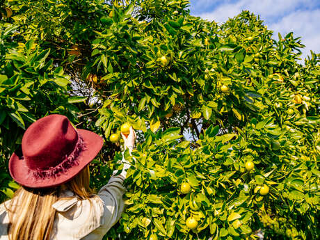 Fabienne and Fabien Flotte - Producer of IGP Menton Lemon