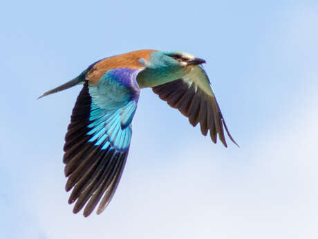 Birdwatching outing: The Blue Bird’s Dance