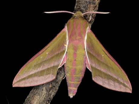 Inventaire photographique des papillons de nuit au lac Colbert