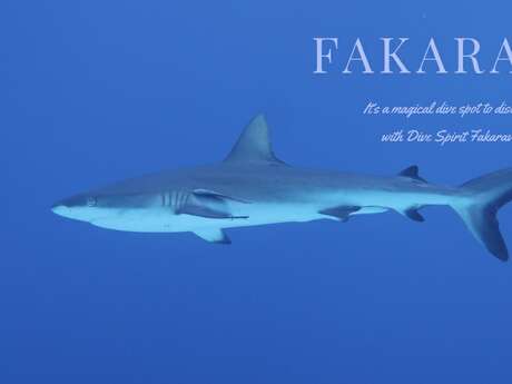 Dive Spirit Fakarava