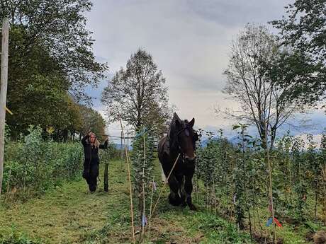 Visite de la pépinière "l'arbre perché"