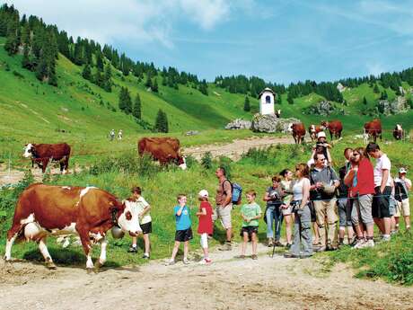 Walk and  snack at Barbossine farm