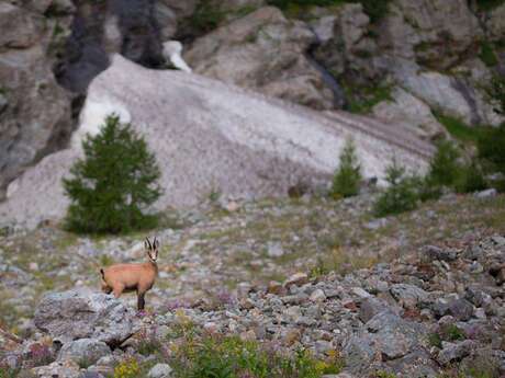 A mountain evening with the chamois