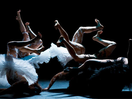 Cirque Chorégraphié : Le Lac des Cygnes