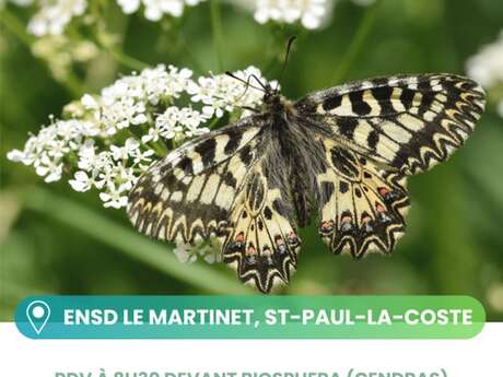 À la découverte des papillons